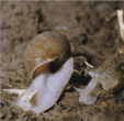 Staw zwyczajny (Limnaea stagnalis)