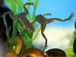 Развитието на жаба от яйца до индивиди в неестествено местообитание при различни външни условия