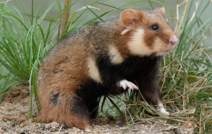 Description du hamster sauvage Nora le hamster dans la nature