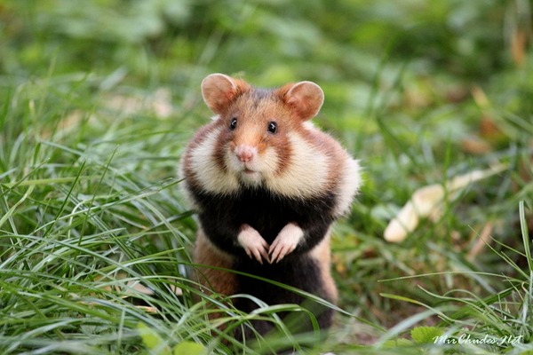 Všetko, čo potrebujete vedieť o škrečkoch Home Hamster Report