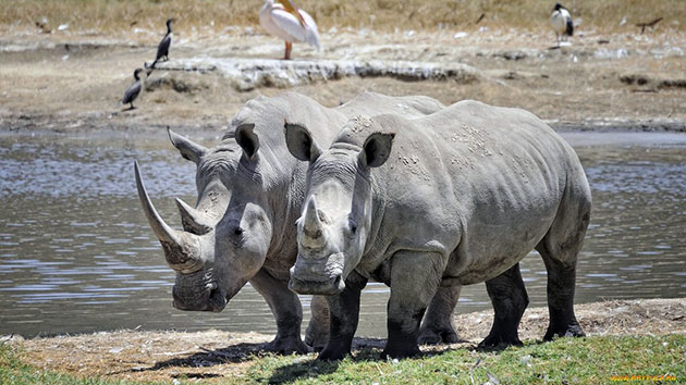 Speciet e rhino. Rhino më e madhe. Ku rhino jeton